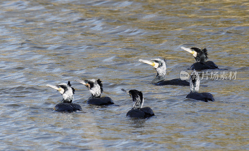 鸬鹚(Phalacrocorax carbo)